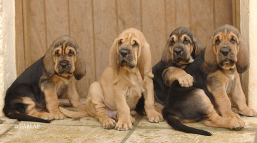 Marksbury puppies October 2006
